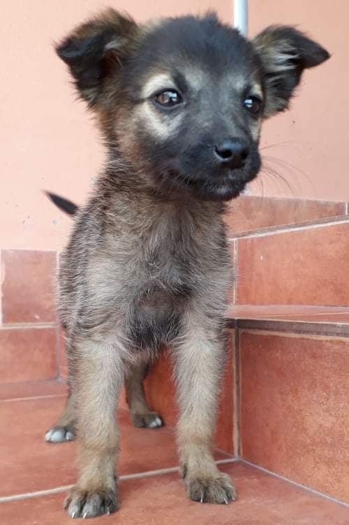 მეტისი უსახელო