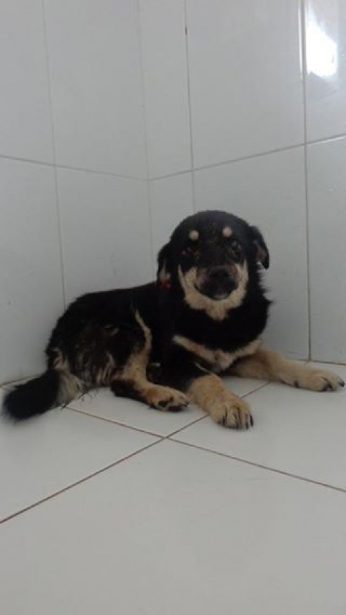 მეტისი უსახელო