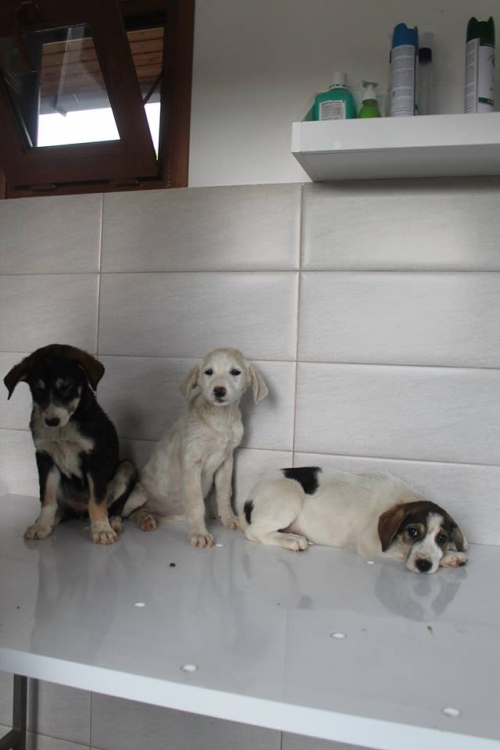 მეტისის ლეკვები უსახელო