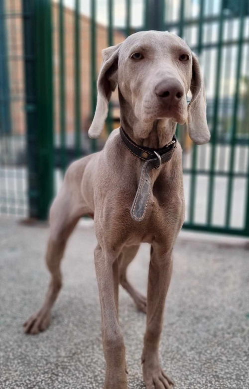 ვეიმარანერი ნაპოვნია ვარკეთილის მეურნეობაში