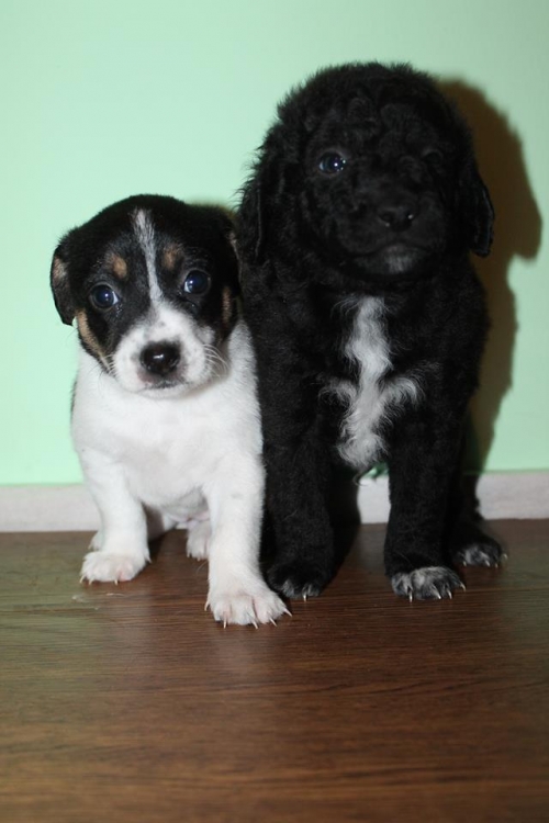 მეტისის ლეკვები უსახელო