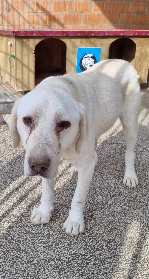 ლაბრადორი გადმოყვანილია მუნიციპალური თავშესაფრიდან