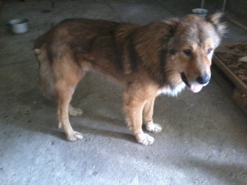 ქართული ქოფაკი ჯეკა