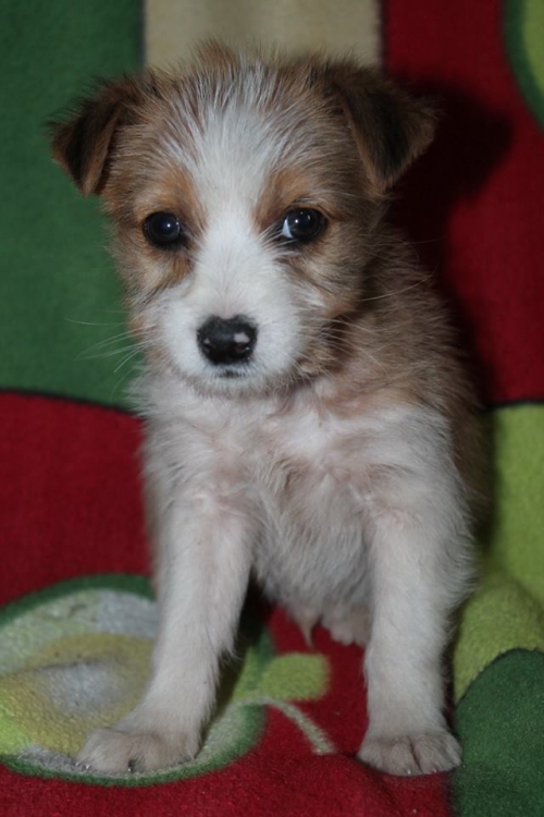 მეტისი უსახელო