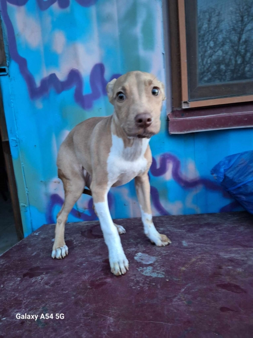 პიტი ვაზიანი გარადოკი