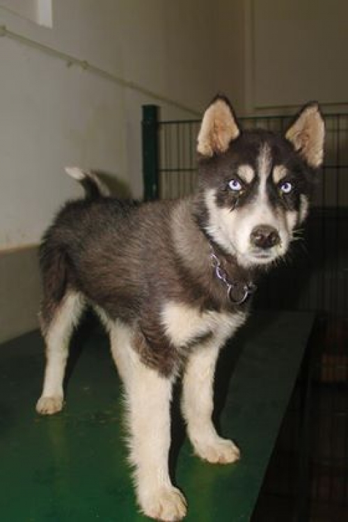 ლაიკა უსახელო