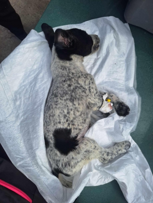 მეტისი დუშეთის გზა