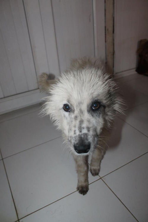 მეტისი უსახელო