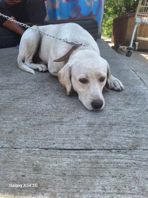 მეტისი მარნეული