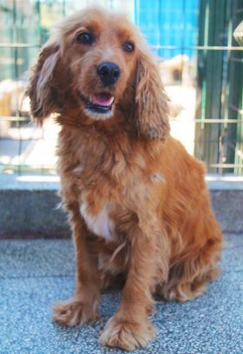 კოკერსპანიელი უსახელო