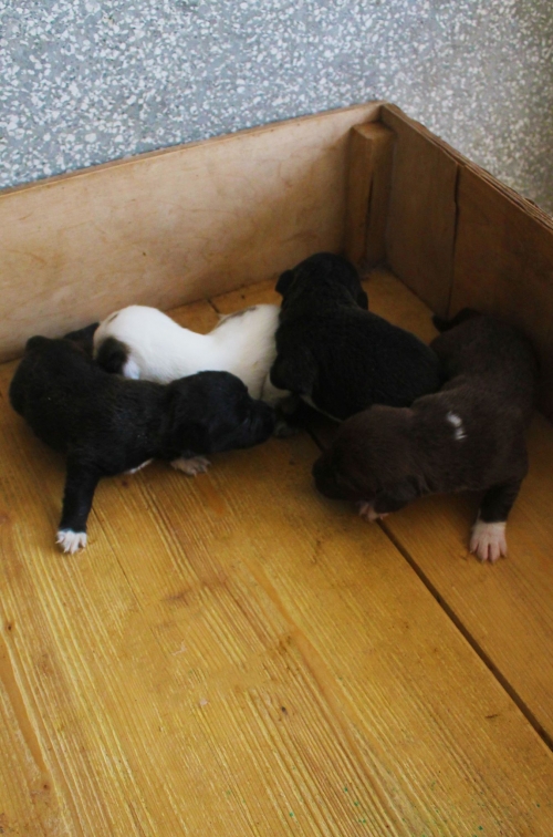 მეტისის ლეკვები უსახელო