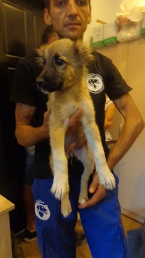 ქართული ქოფაკი უსახელო