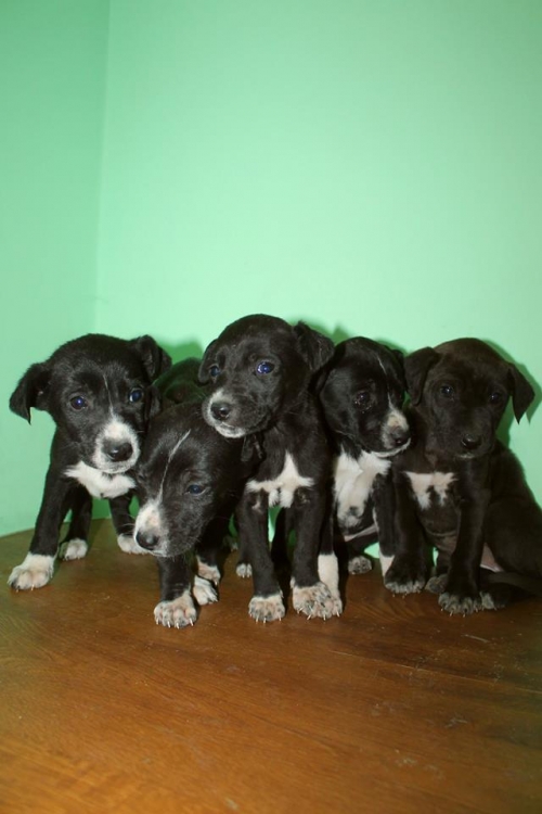 პოინტერის მეტისი უსახელო