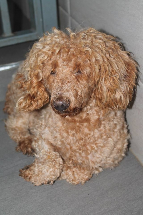 პუდელი კოკი