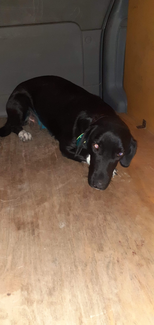 მეტისი უსახელო