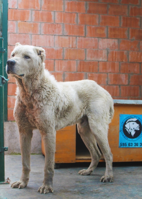 ქართული ნაგაზი უსახელო