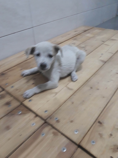 მეტისი უსახელო