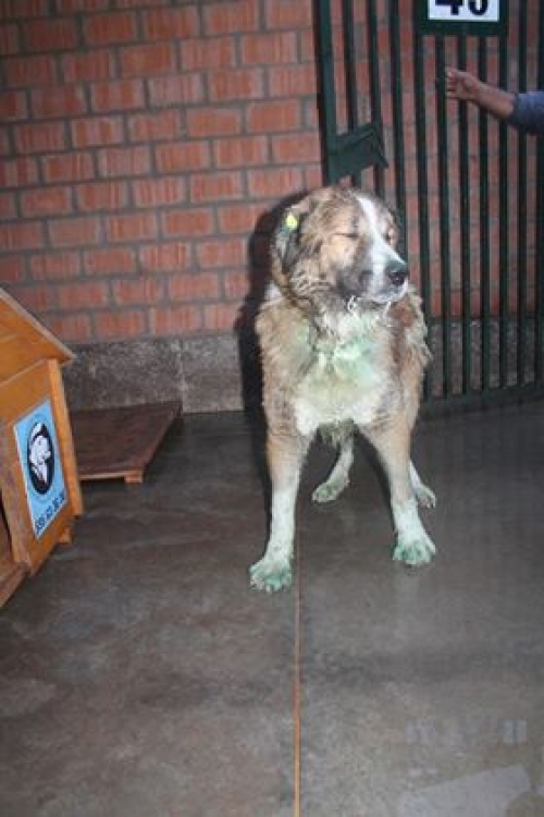 ქართული ნაგაზი უსახელო