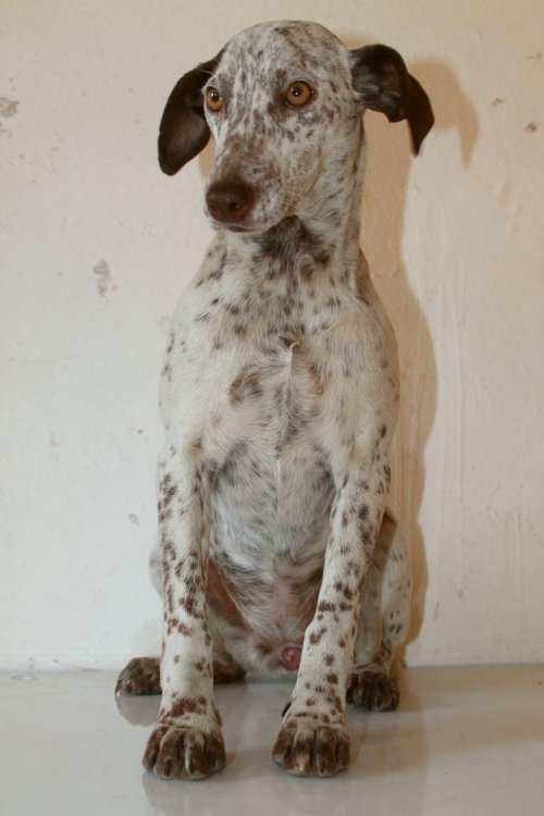 დალმატინის მეტისი უსახელო