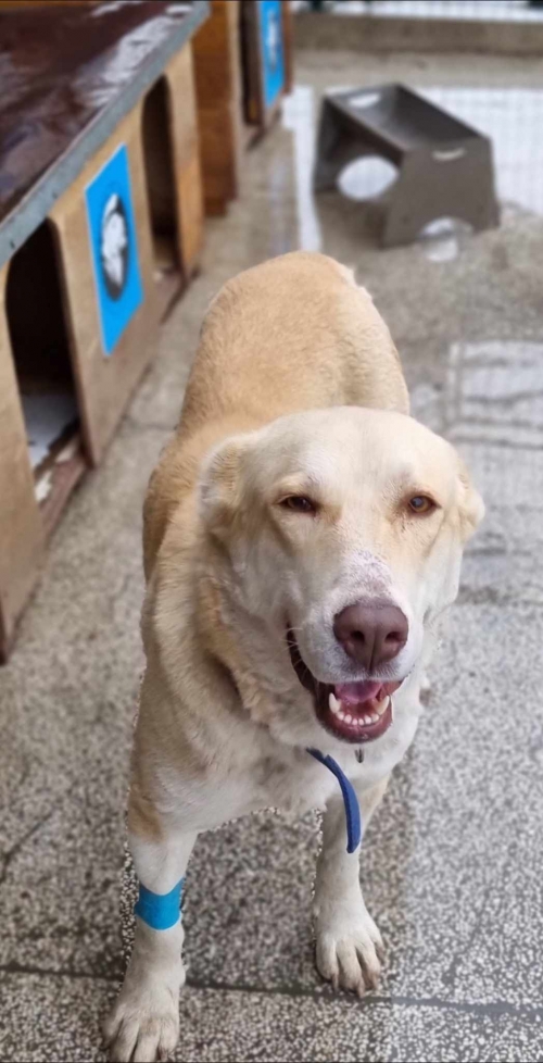 მეტისი ლიზა ,,, სართიჭალა,,