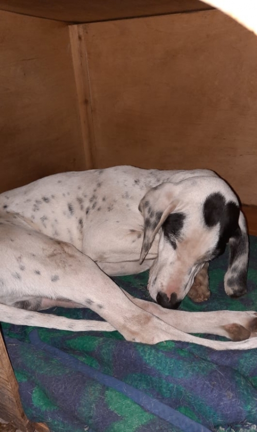 სეტერი ნაპოვნია ნიუჰოსპიტალთან