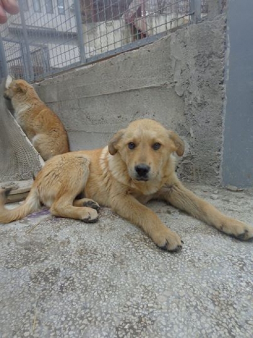 მეტისი უსახელო