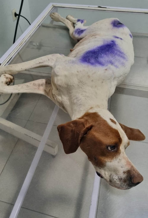 პოინტერი საჩხერე