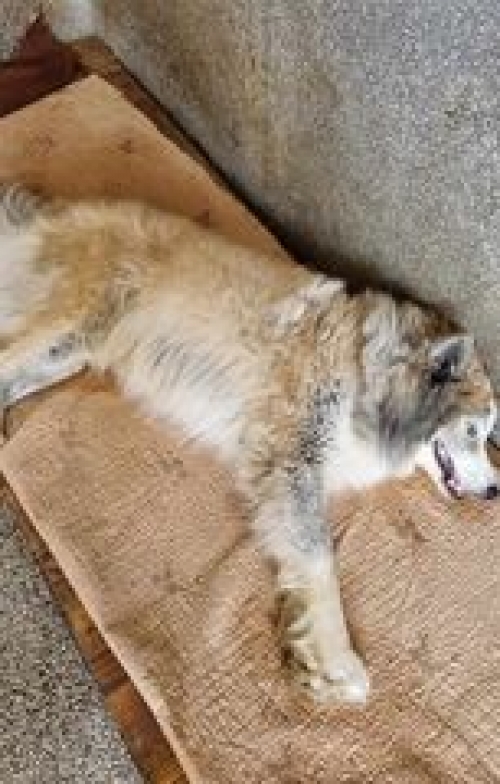 ლაიკა ემრე