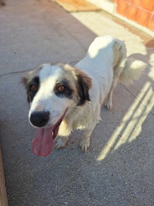 ქართული ქოფაკი გადმოყვანილია მუნიციპალური თავშესაფრიდან