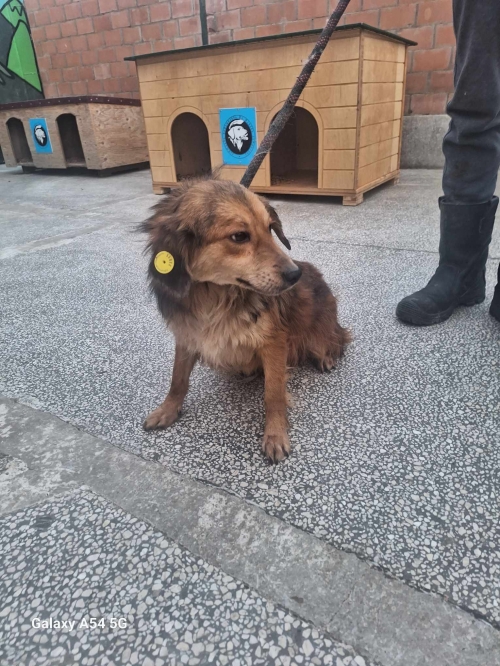 მეტისი გადმოყვანილია მუნიციპალური თავშესაფრიდან