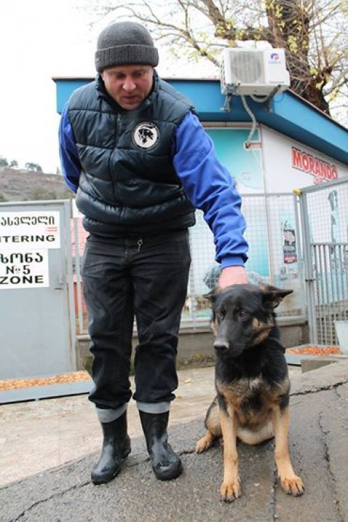 გერმანული ნაგაზი ბუმბა