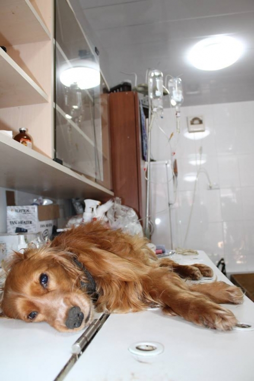 ინგლისური კოკერსპანელი კოკი