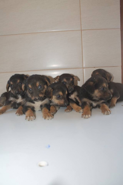 გერმანული ნაგაზის მეტისი უსახელო