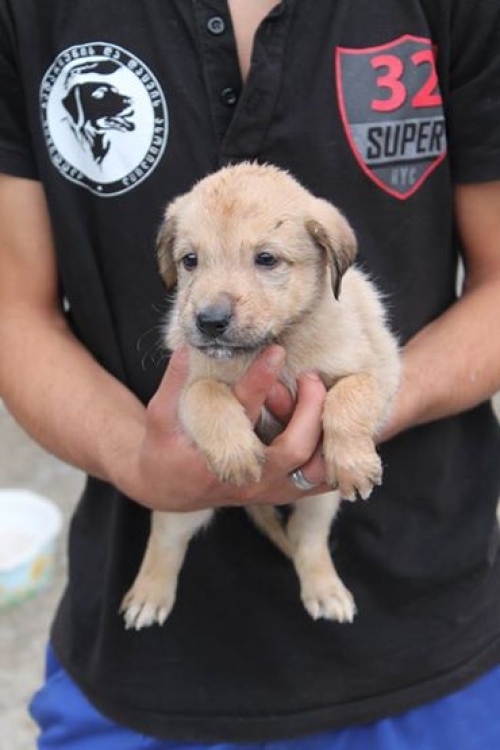 მეტისი უსახელო