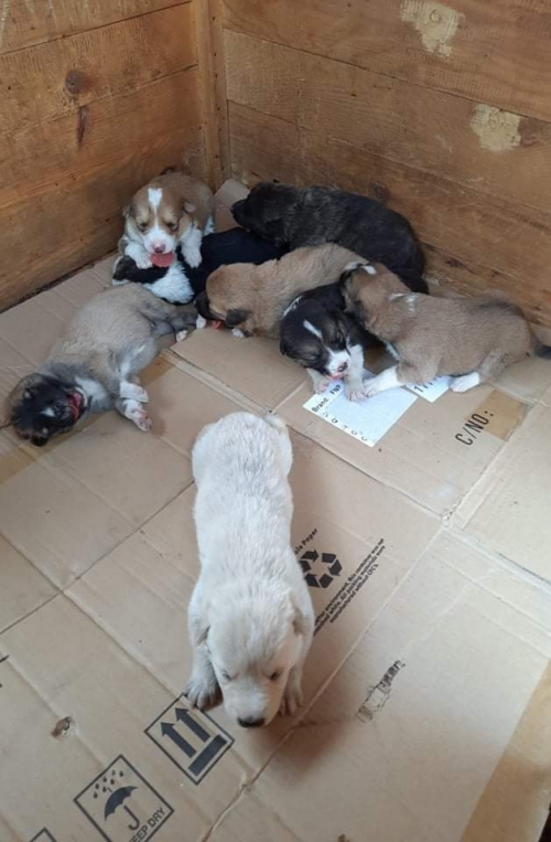 მეტისი მცხეთა