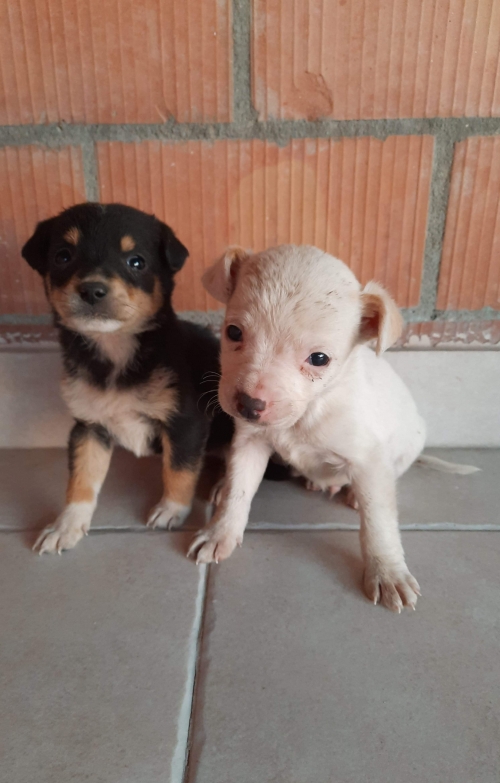 მეტისი უსახელო