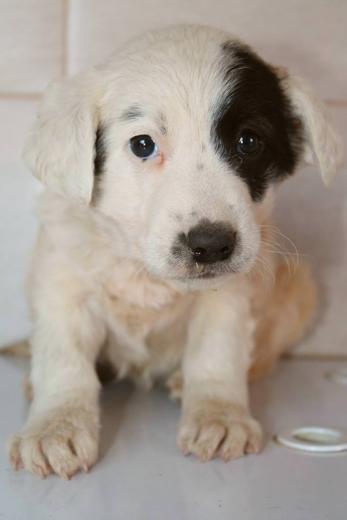 მეტისი უსახელო