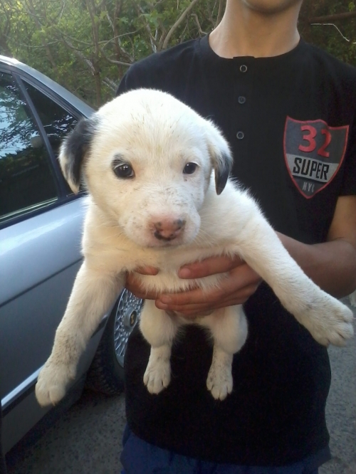 ქართული ქოფაკი უსახელო