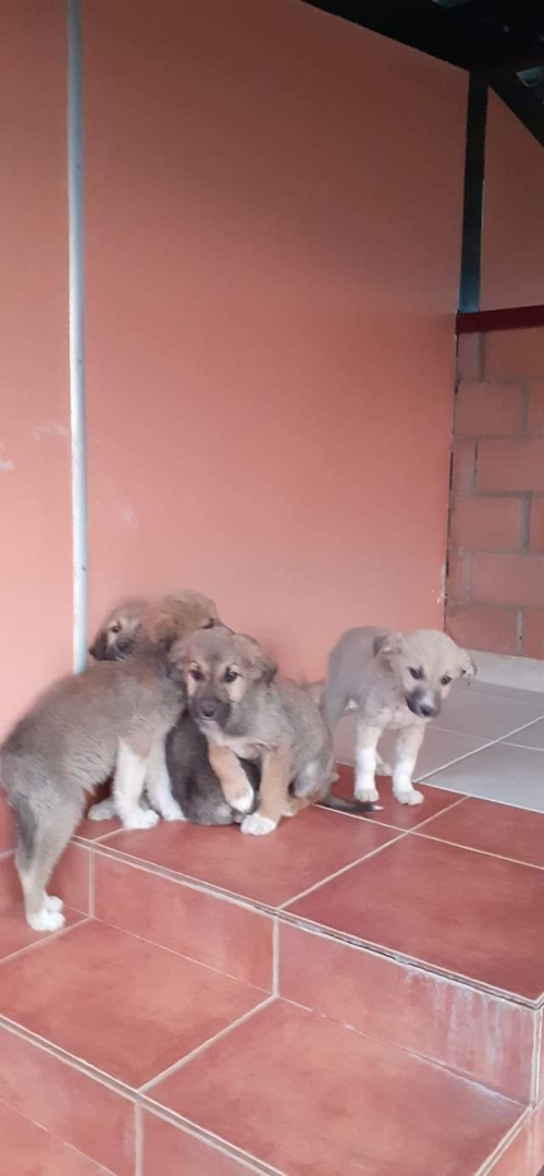 მეტისი უსახელო