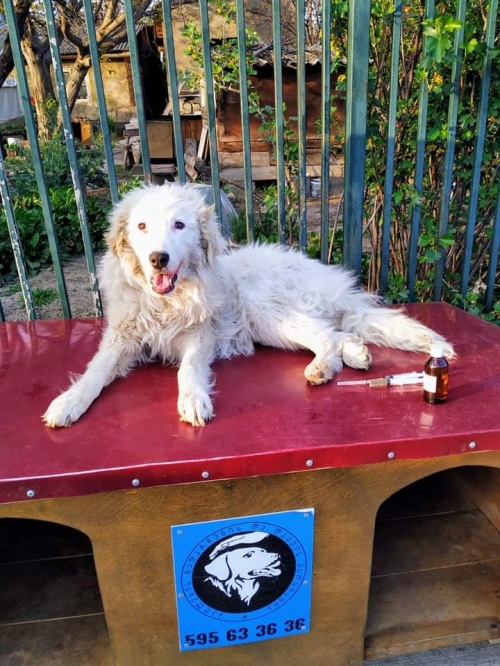 მეტისი საგურამო