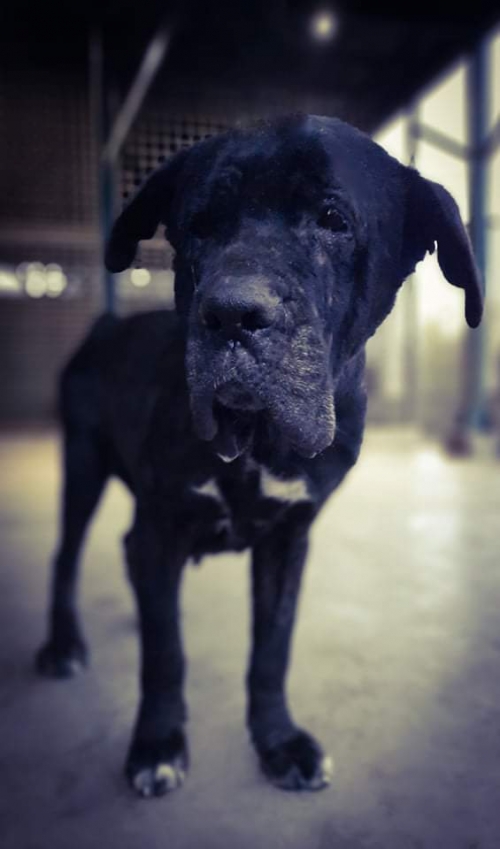 კანე კორსო ჩამოიყვანეს ფოთიდან