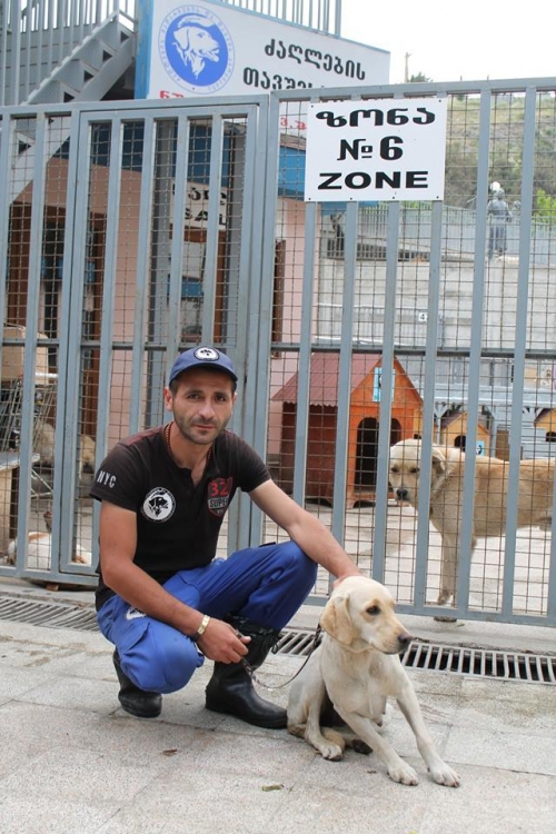 ლაბრადორის მეტისი უსახელო