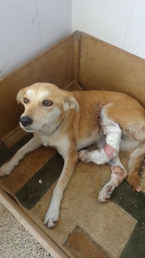 მეტისი ლონდა