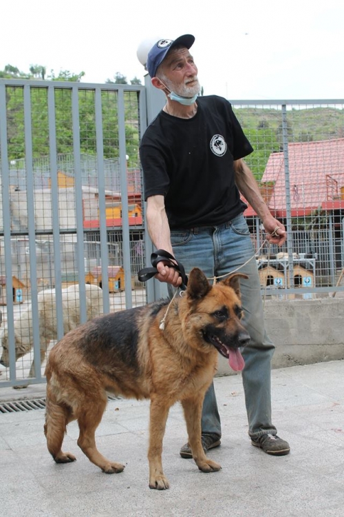 გერმანული ნაგაზი ჯესი