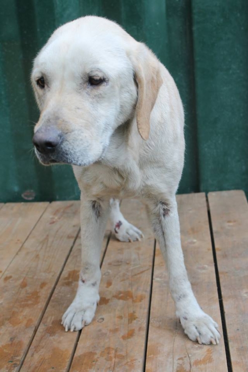 ლაბრადორი უსახელო