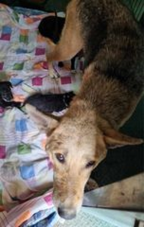 მეტისი ქაეროს მე 3 ქუჩა ხუთი ლეკვით