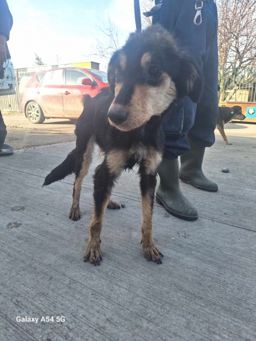 მეტისი გადმოყვანილია მუნიციპალური თავშესაფრიდან. ქინძმარაულის ქუჩის ძაღლია