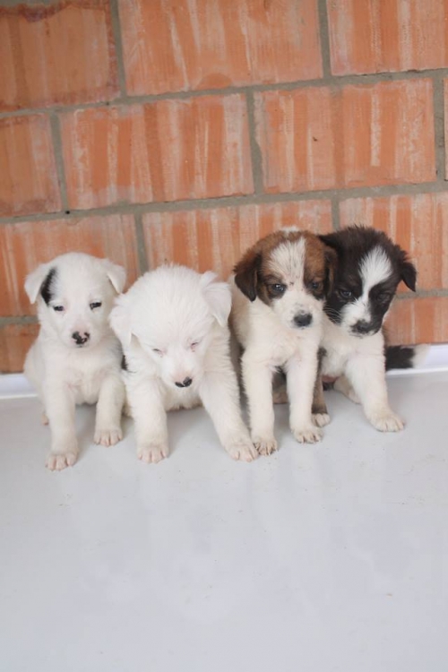 მეტისის ლეკვები უსახელო