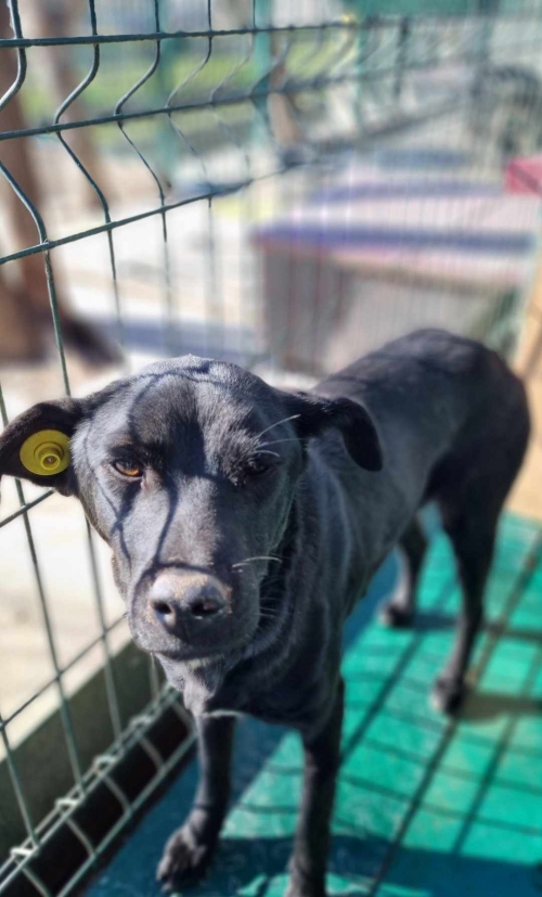 მეტისი ქ. რუსთავი ბელიაშვილის ქუჩა