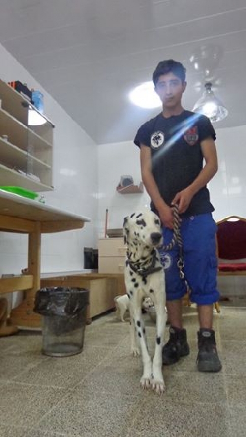 დალმატინი ბუკა